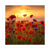 Poppies (Print Only) thumbnail