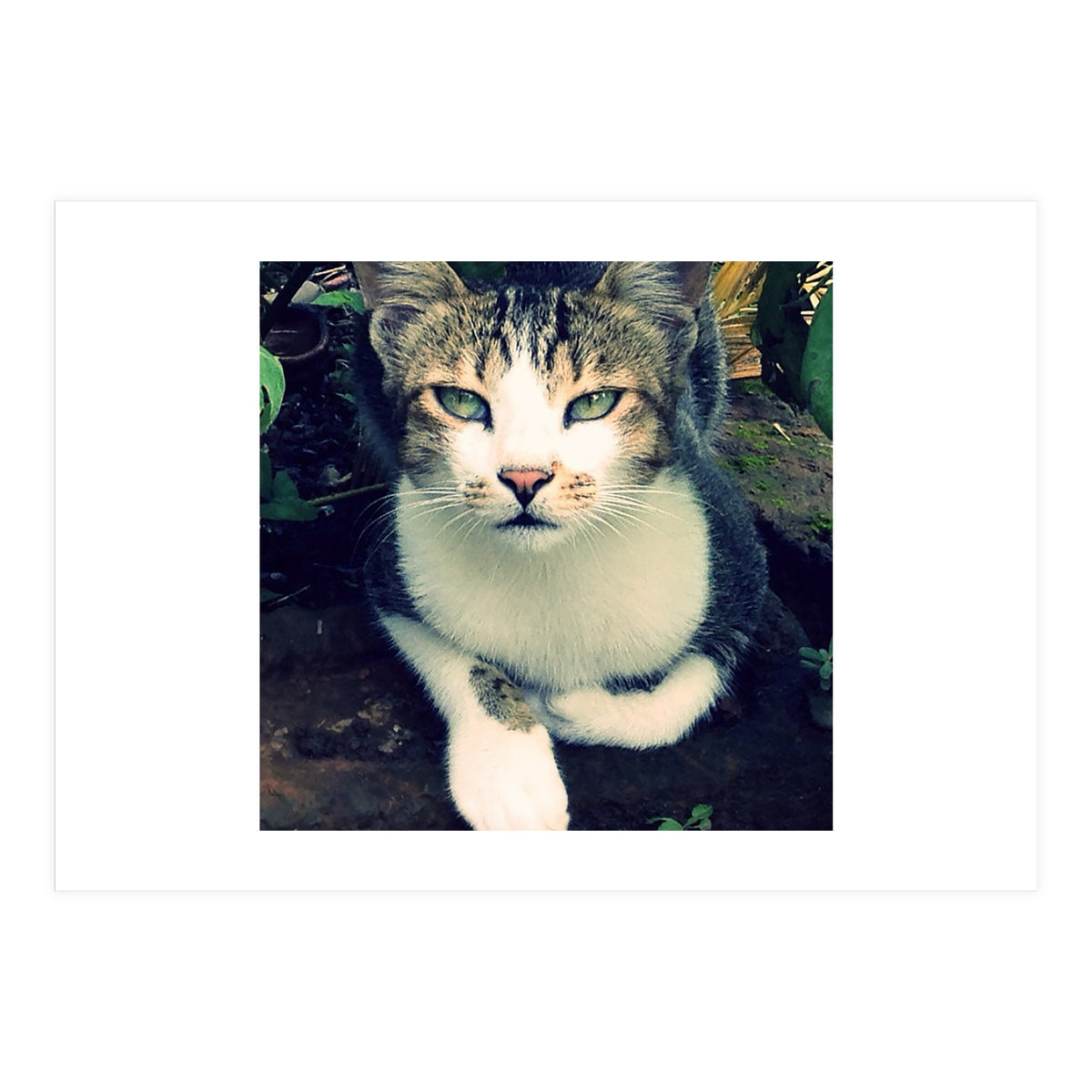 Photogenic Cat (Print Only)