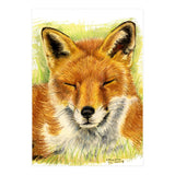 Red Fox Sleeping  (Print Only) thumbnail