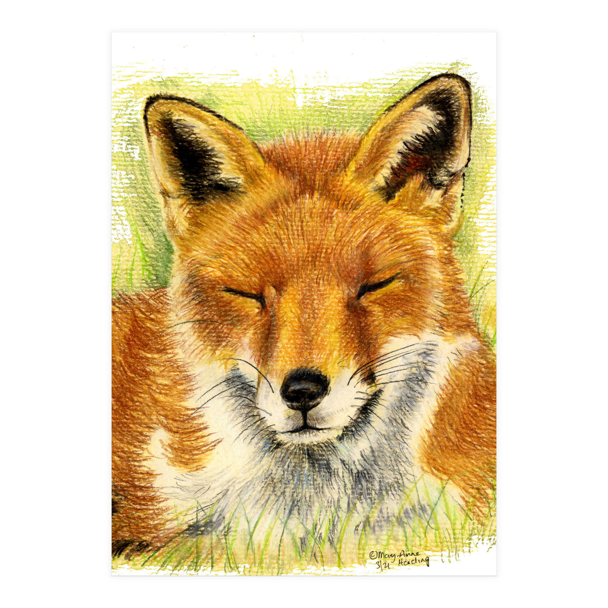 Red Fox Sleeping  (Print Only)