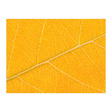 Autumn Leaf (Print Only) thumbnail