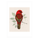 Red avadavat watercolor (Print Only) thumbnail
