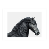 Friesian Horse (Print Only) thumbnail