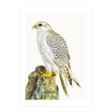 Cc Bird 03 (Print Only) thumbnail