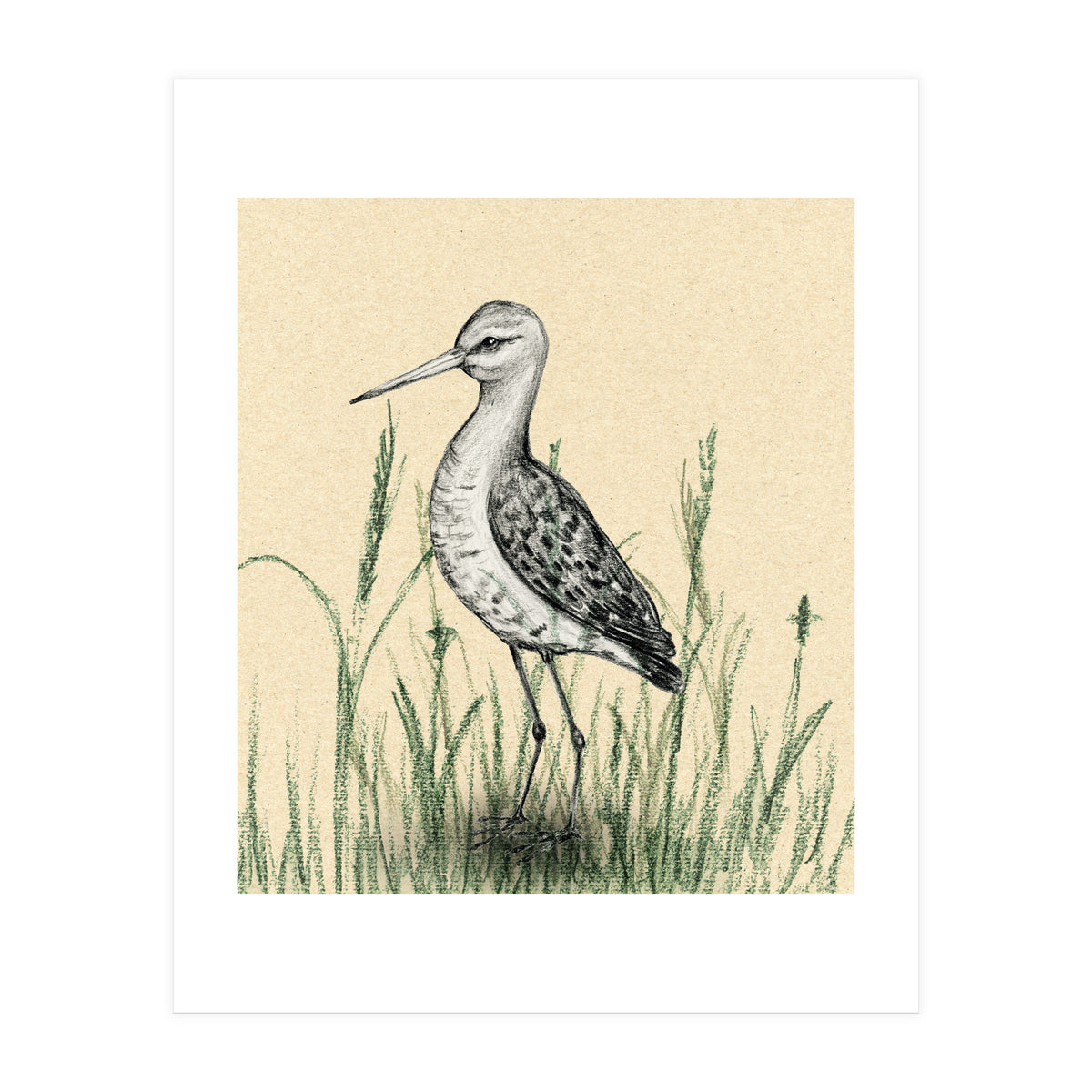 Black-tailed godwit in the grass (Print Only)