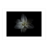 Backyard Flowers No 28 Color Version (Print Only) thumbnail