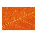 Autumn Leaf (Print Only) thumbnail