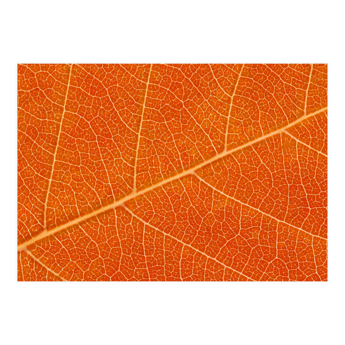 Autumn Leaf (Print Only)