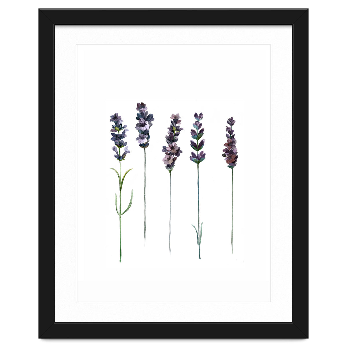 Botanical Illustration Lavender