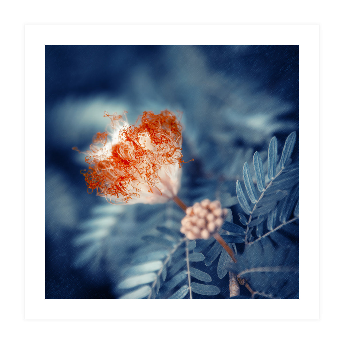 Acacia Flower (Print Only)