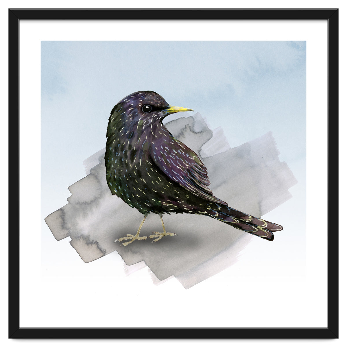 A watercolor drawing of a starling