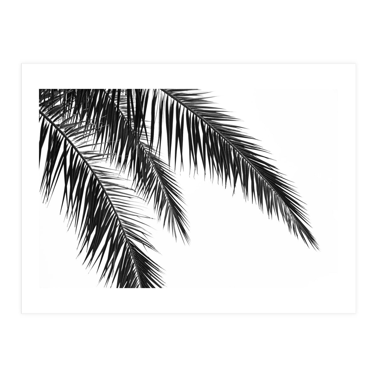 Palm Leaves (Print Only)