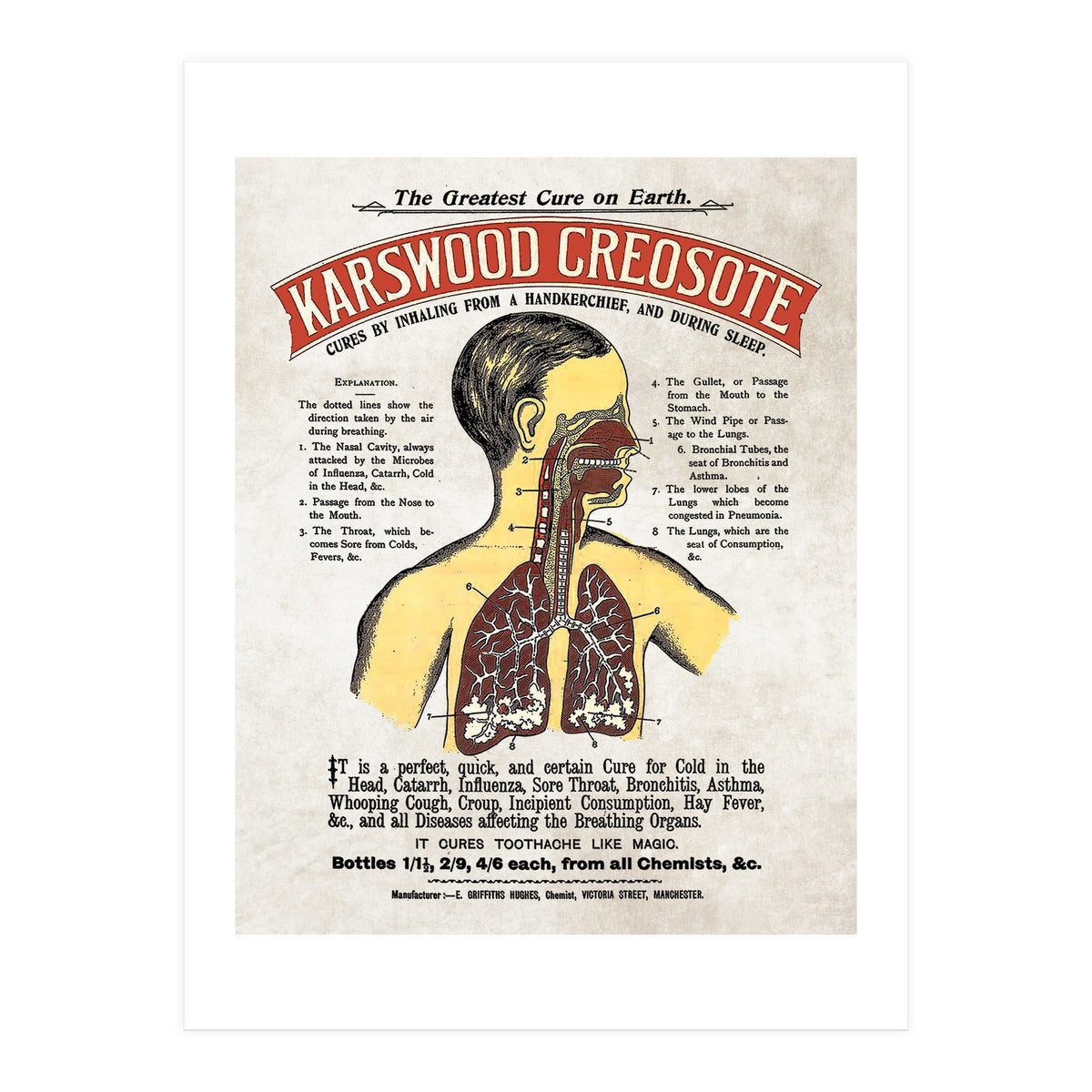 anatomy digestive system poster (Print Only)