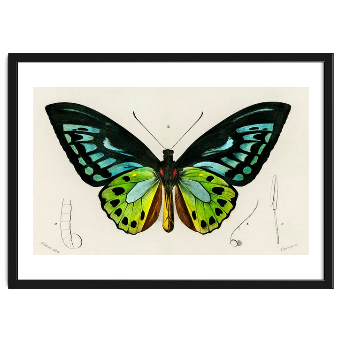 Green birdwing illustrated