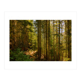 Cascade Trail (Print Only) thumbnail