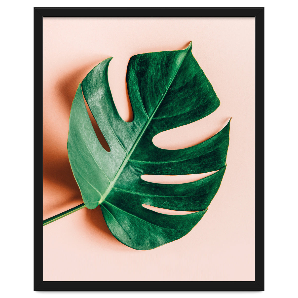 Monstera Shadow