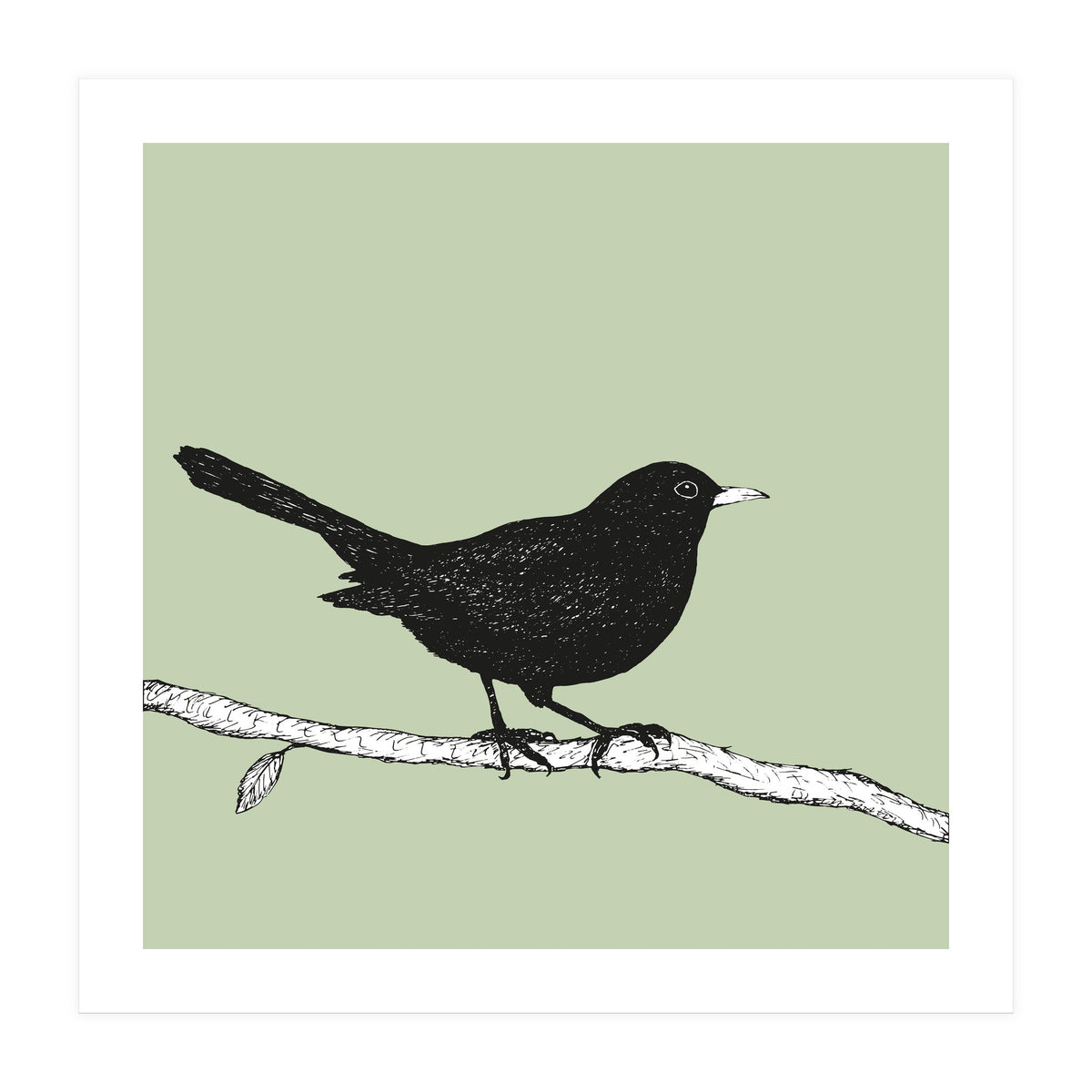 Blackbird pen drawing (Print Only)