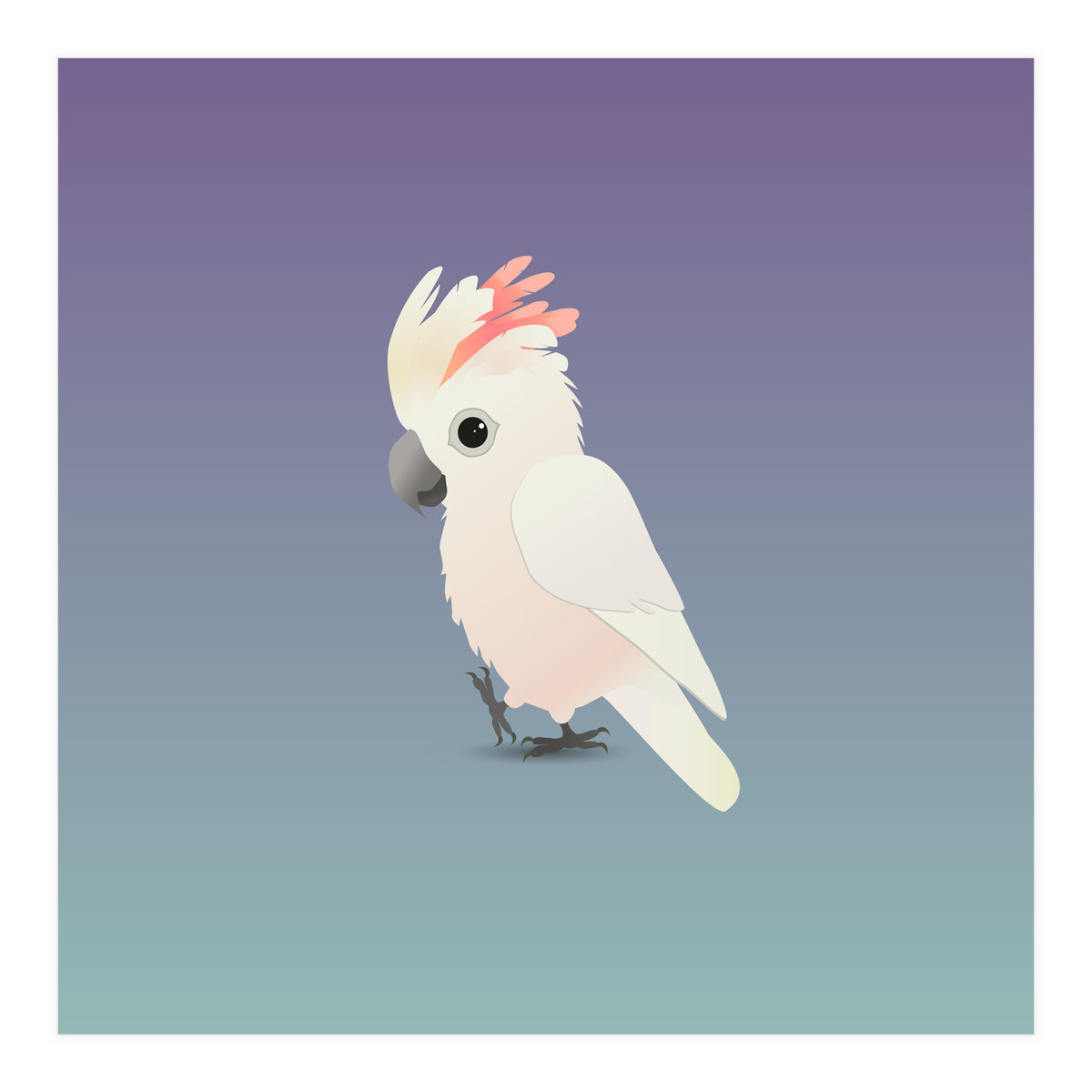 Salmon-crested cockatoo (Print Only)