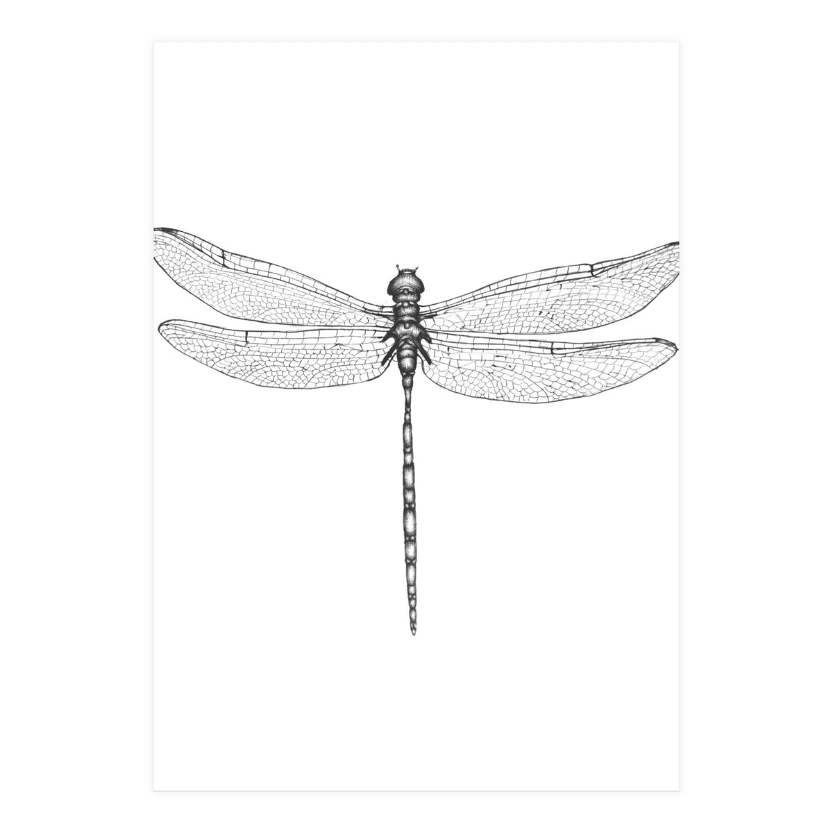 Dragonfly Wings (Print Only)