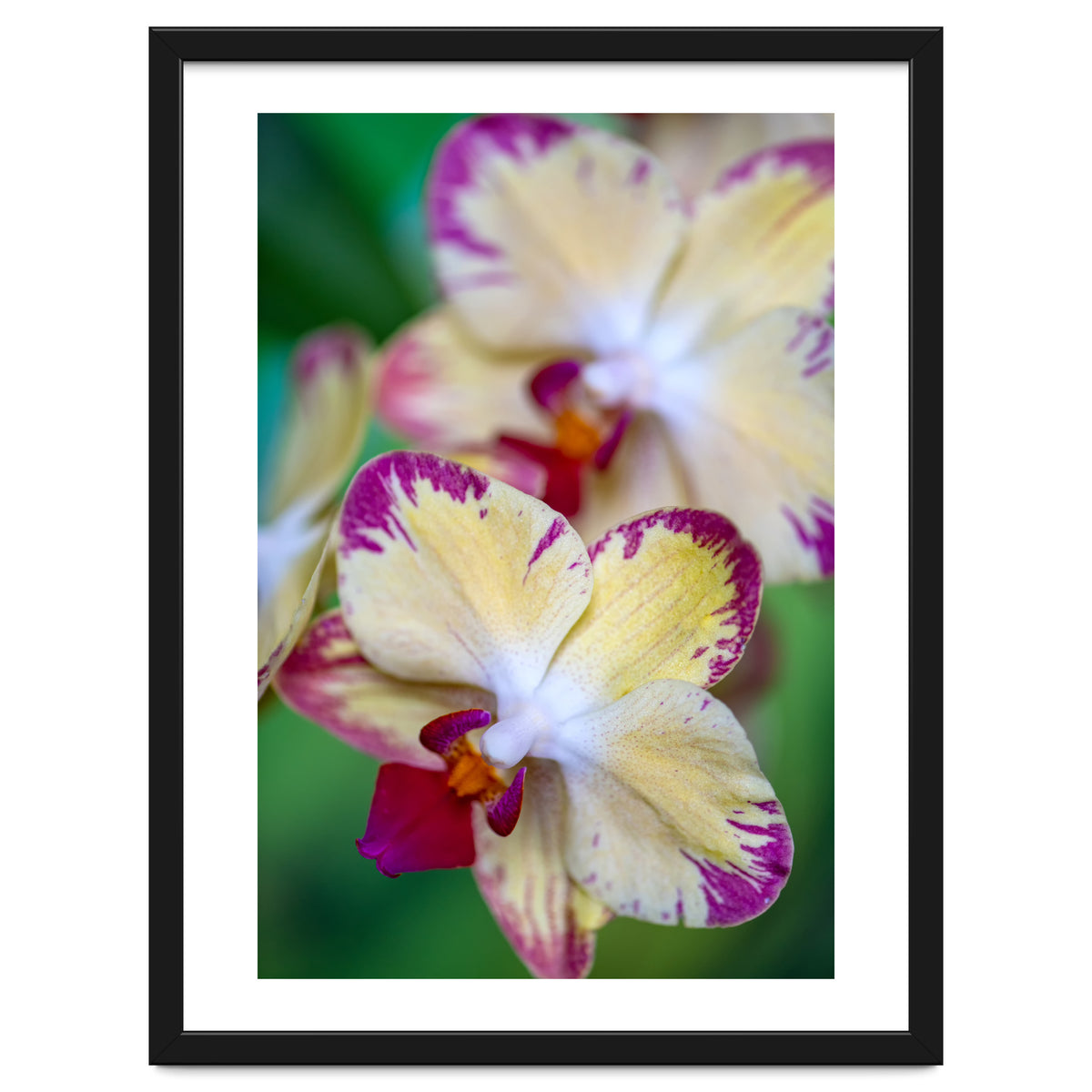 Orchidee Phalleanopsis