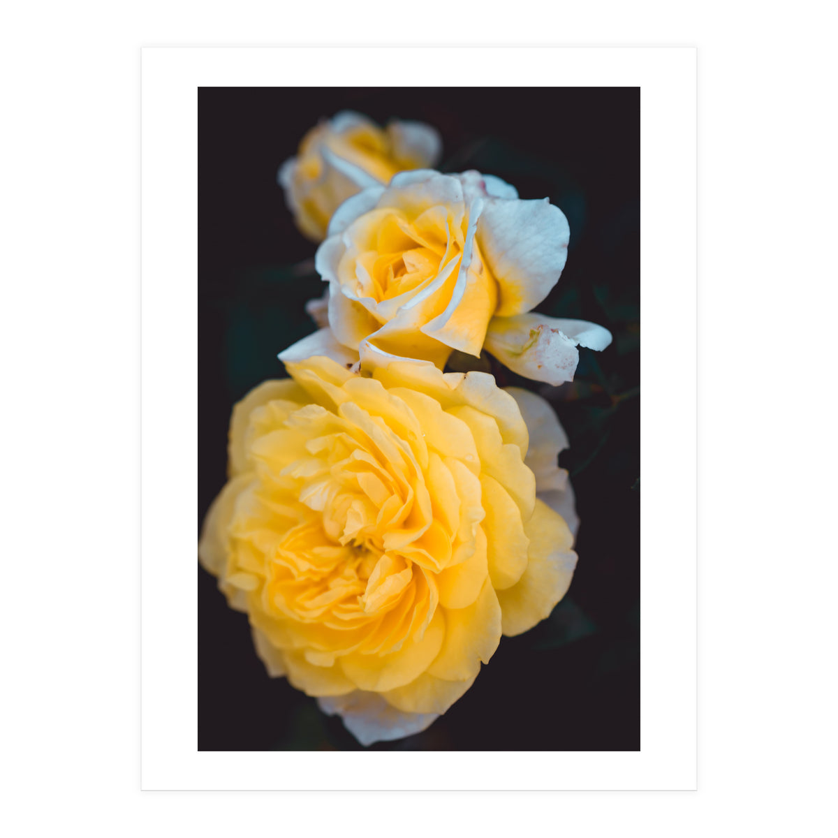 Yellow Rose (Print Only)
