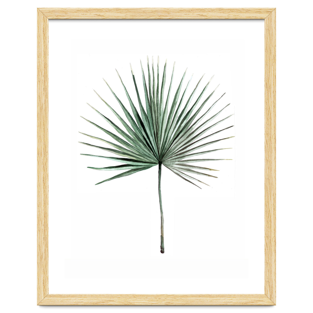Botanical Illustration Fanpalm