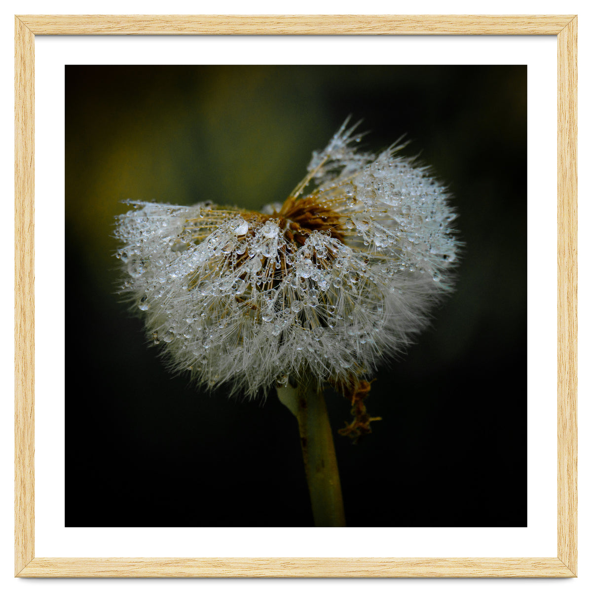 Dandelion with Raindrops