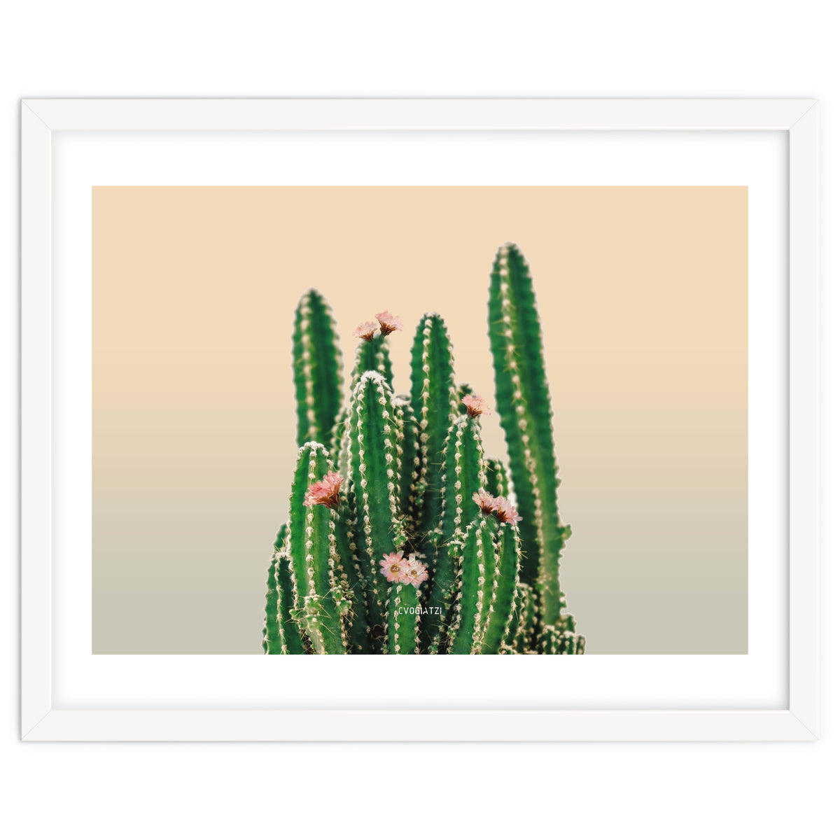Flowered Cactus