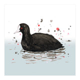Common coot (Print Only) thumbnail