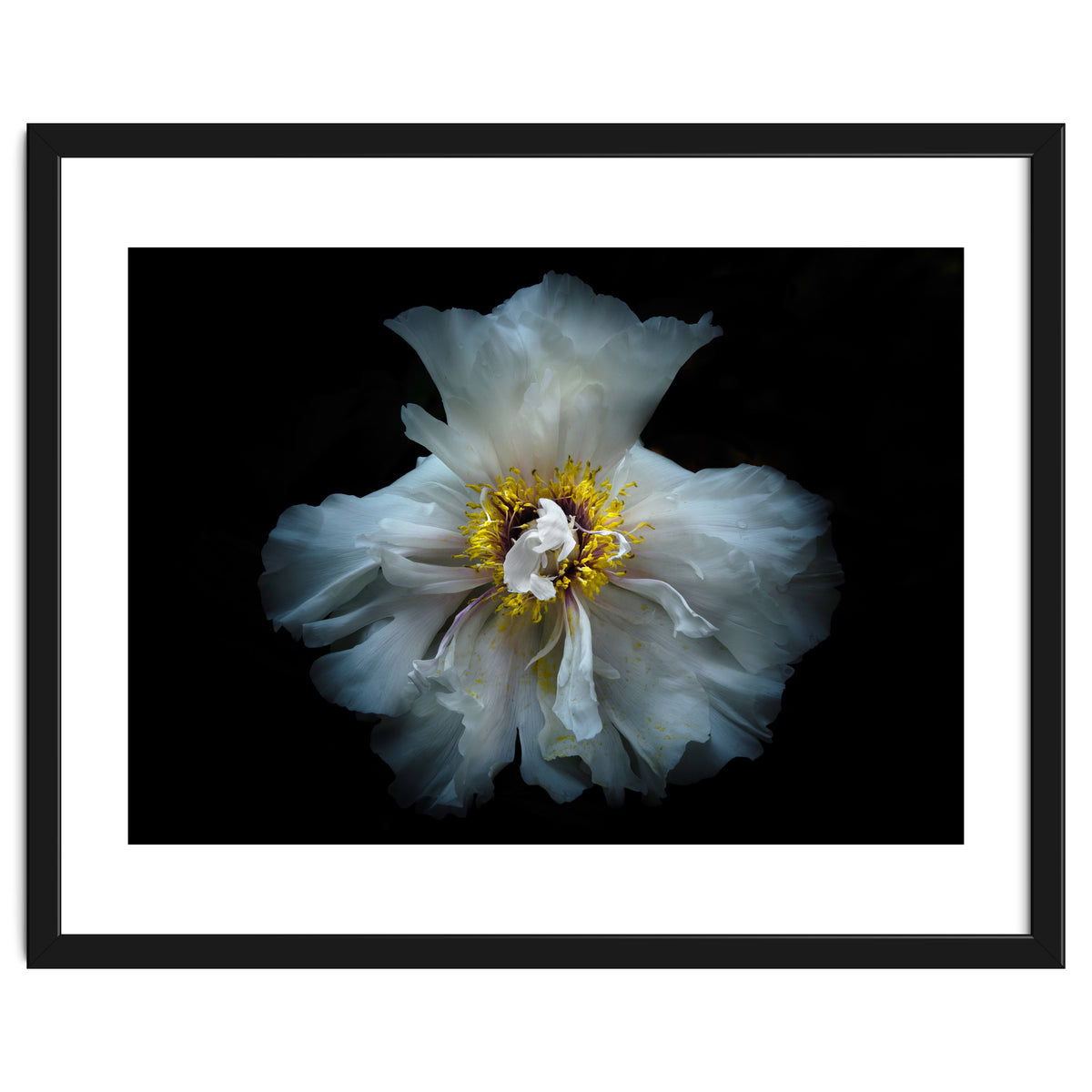 Backyard Flowers 49 Color Version