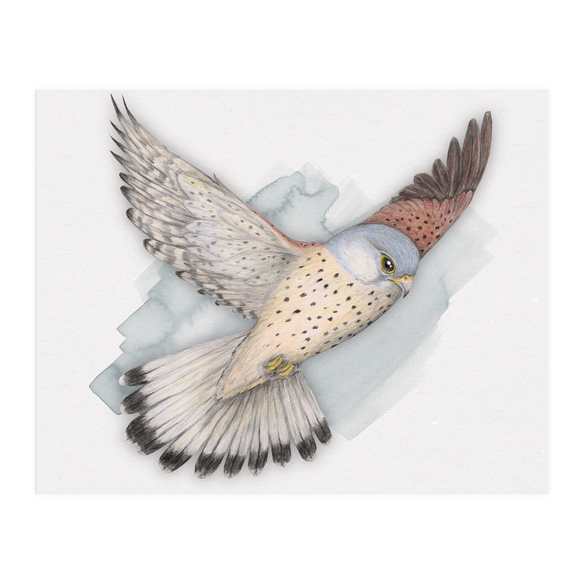 Flying Kestrel (Print Only)