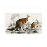The red kangaroo illustrated (Print Only) thumbnail
