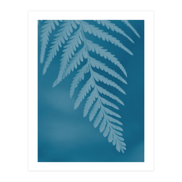 Pteridopsida 2 (Print Only)