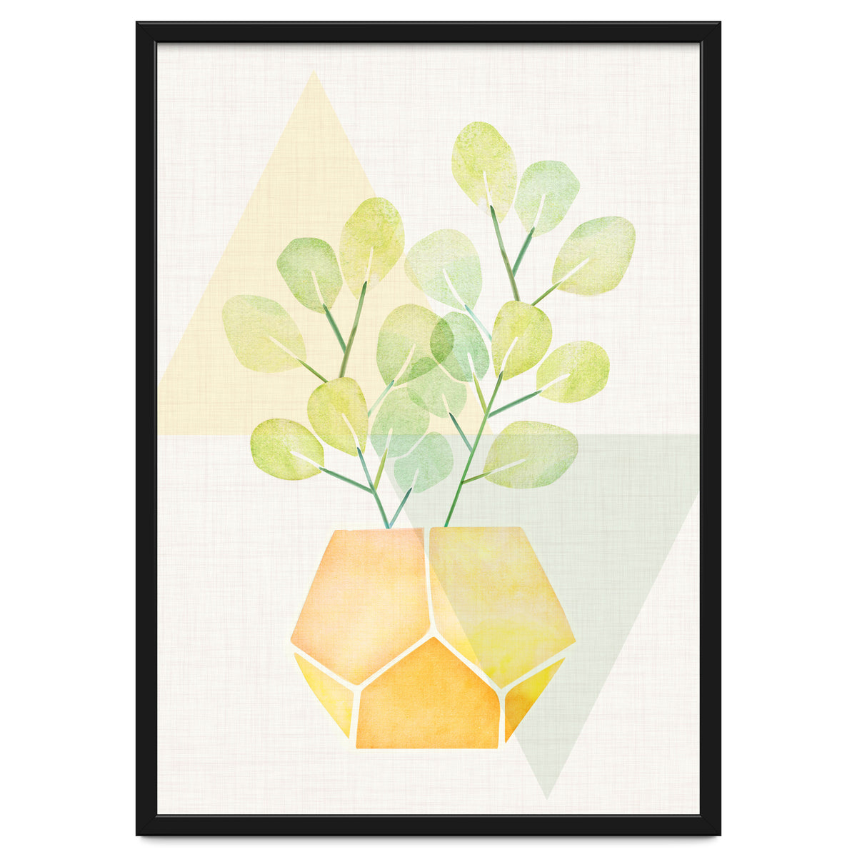 Geometry and House Plant