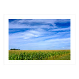Illinois Cornfield (Print Only) thumbnail