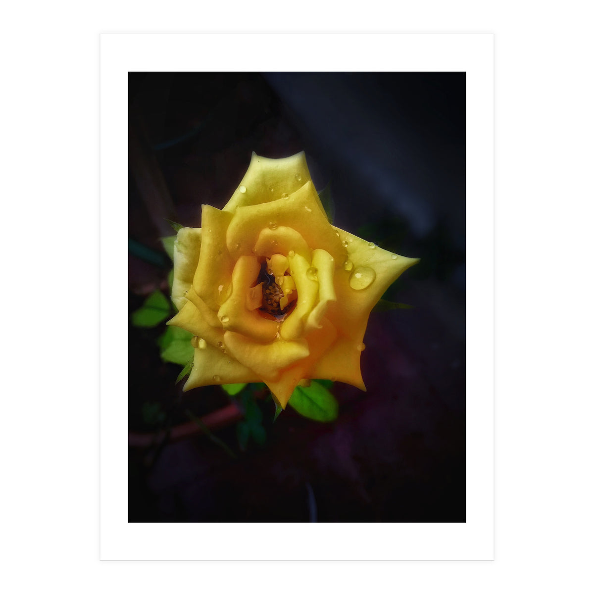 Yellow Flora (Print Only)