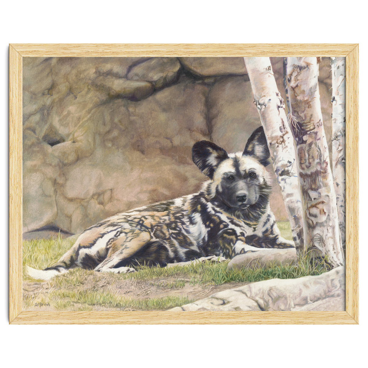 Afican Painted Dog IV - Imara