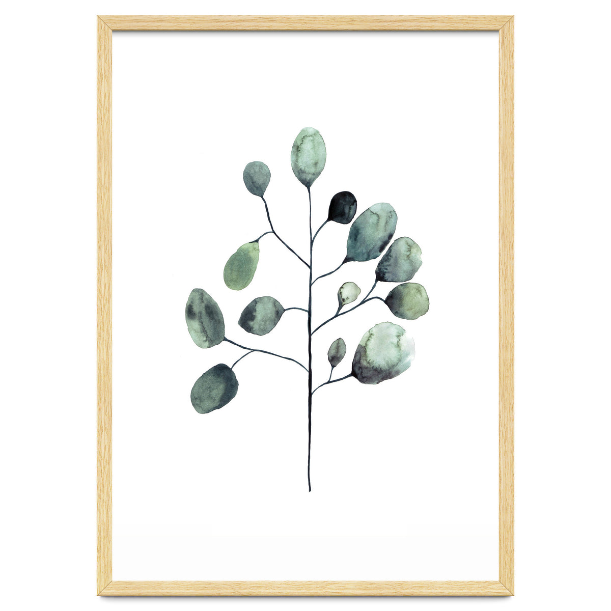 Botanical Illustration Eukalyptus