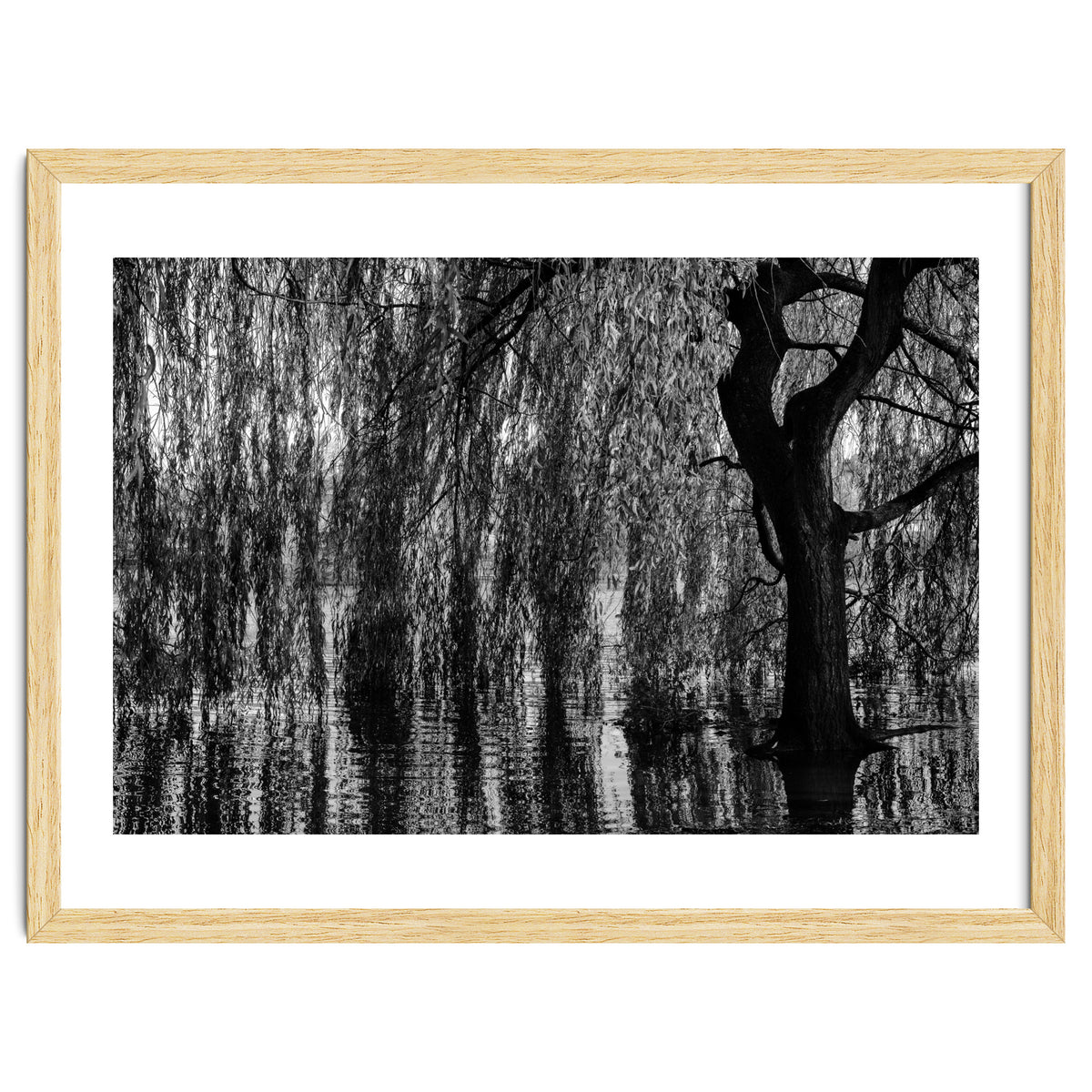 Weeping Willow