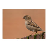 House Sparrow (Print Only) thumbnail