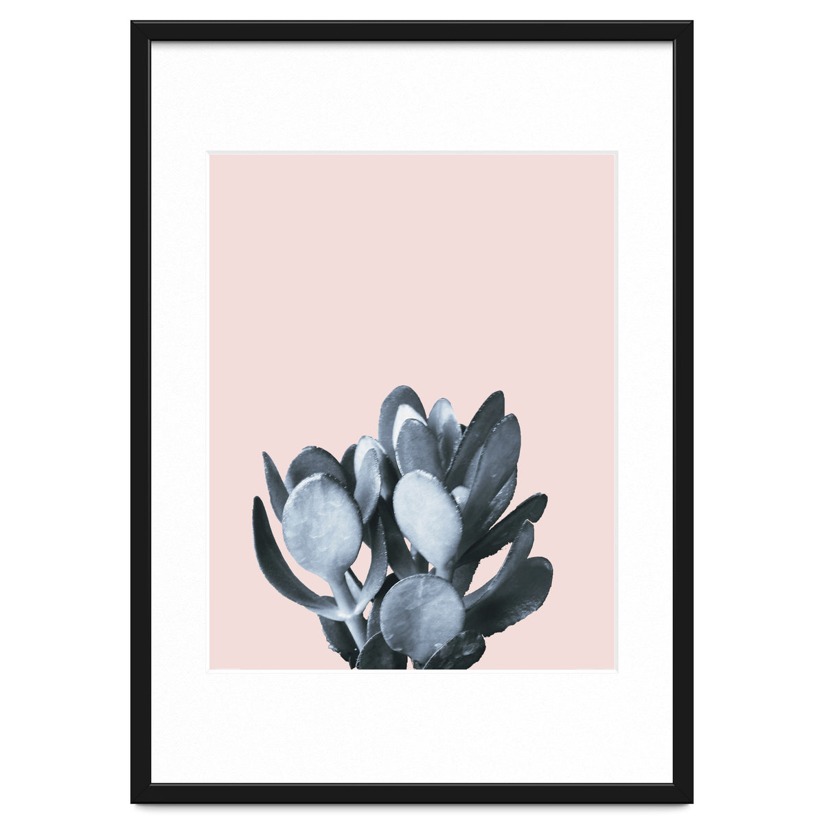 Cactus collection BL-II