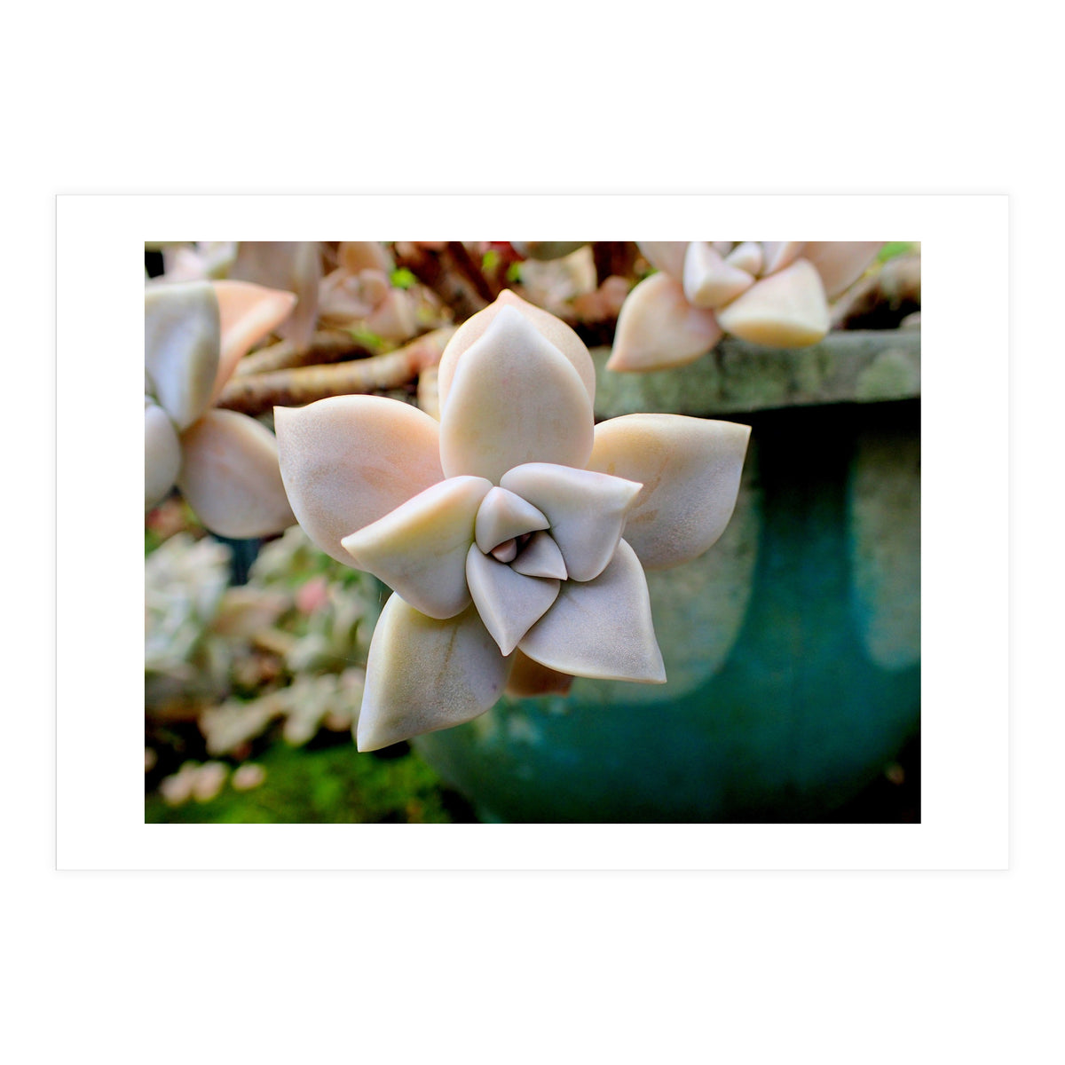 Succulent Love (Print Only)