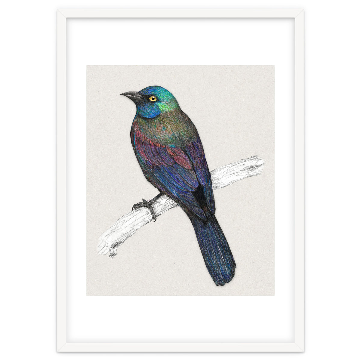 Common Grackle