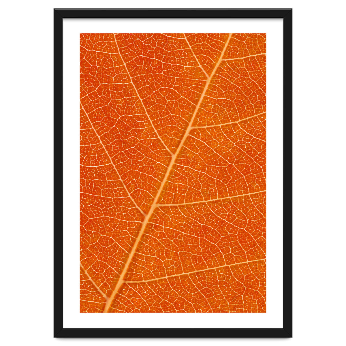 Autumn Leaf