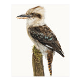 Cc Birds 08 (Print Only) thumbnail