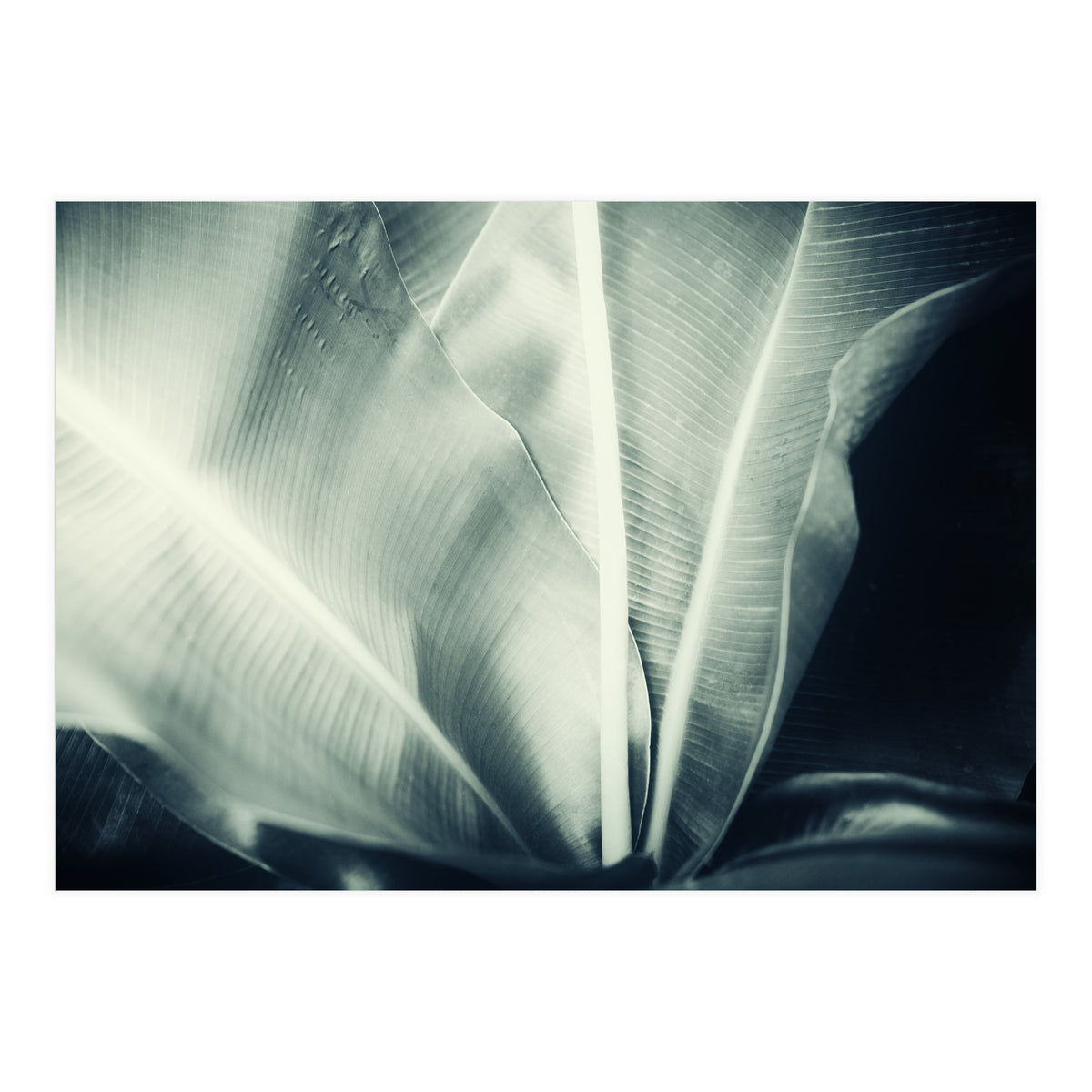 botanical 1 (Print Only)