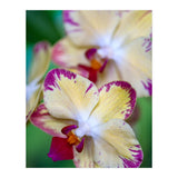 Orchidee Phalleanopsis (Print Only) thumbnail