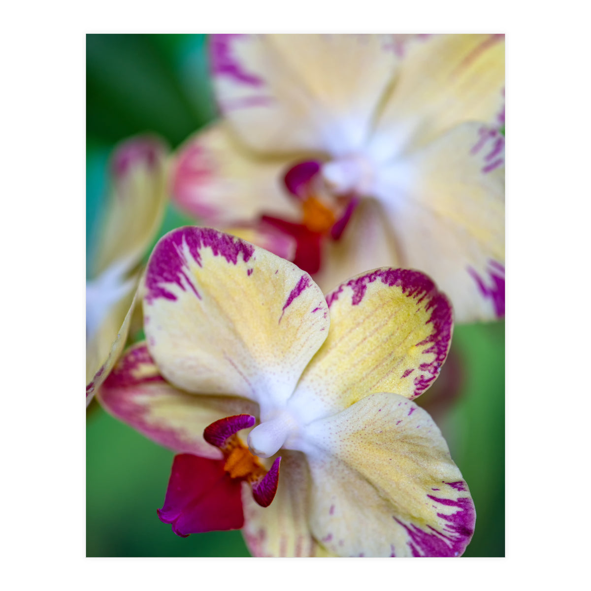 Orchidee Phalleanopsis (Print Only)