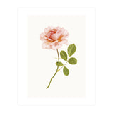 Cc Roses 01 (Print Only) thumbnail