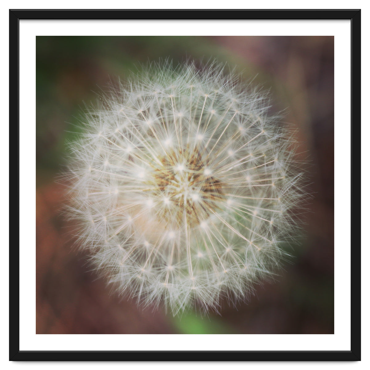 dandelion clock